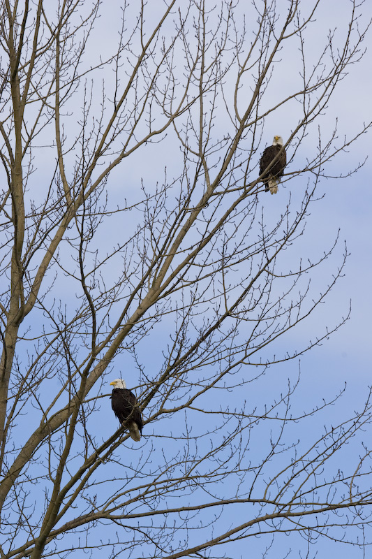 Bald Eagles In Tree